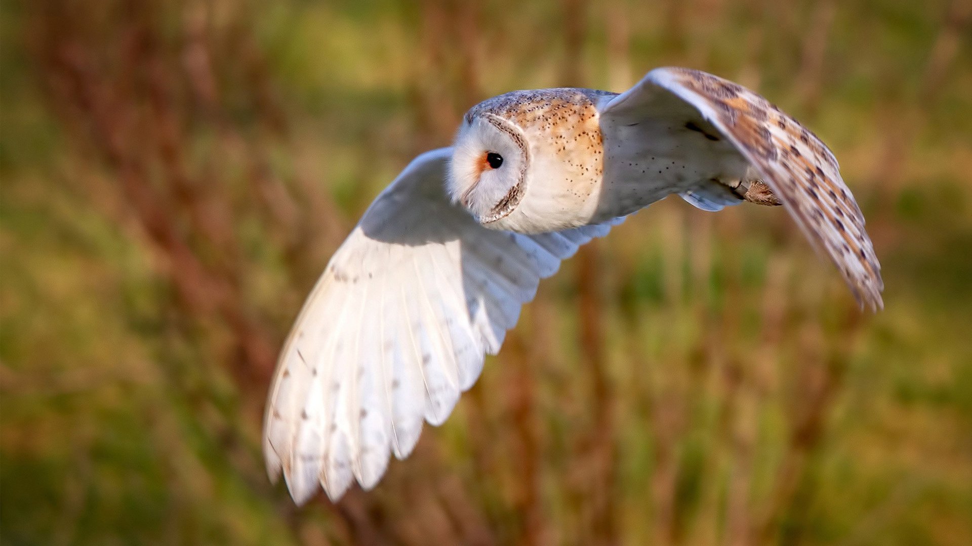 黑白直播nba-马赛对阵新西兰，拉什福德刷新纪录的足球交响曲