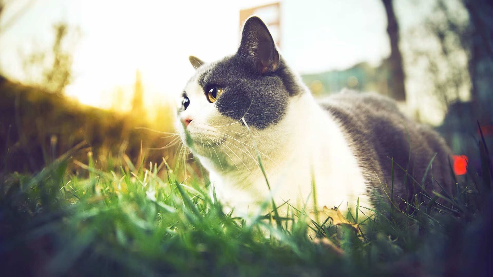 牙买加历史性击败瑞典，阿尔瓦雷斯冠军级表现闪耀全场