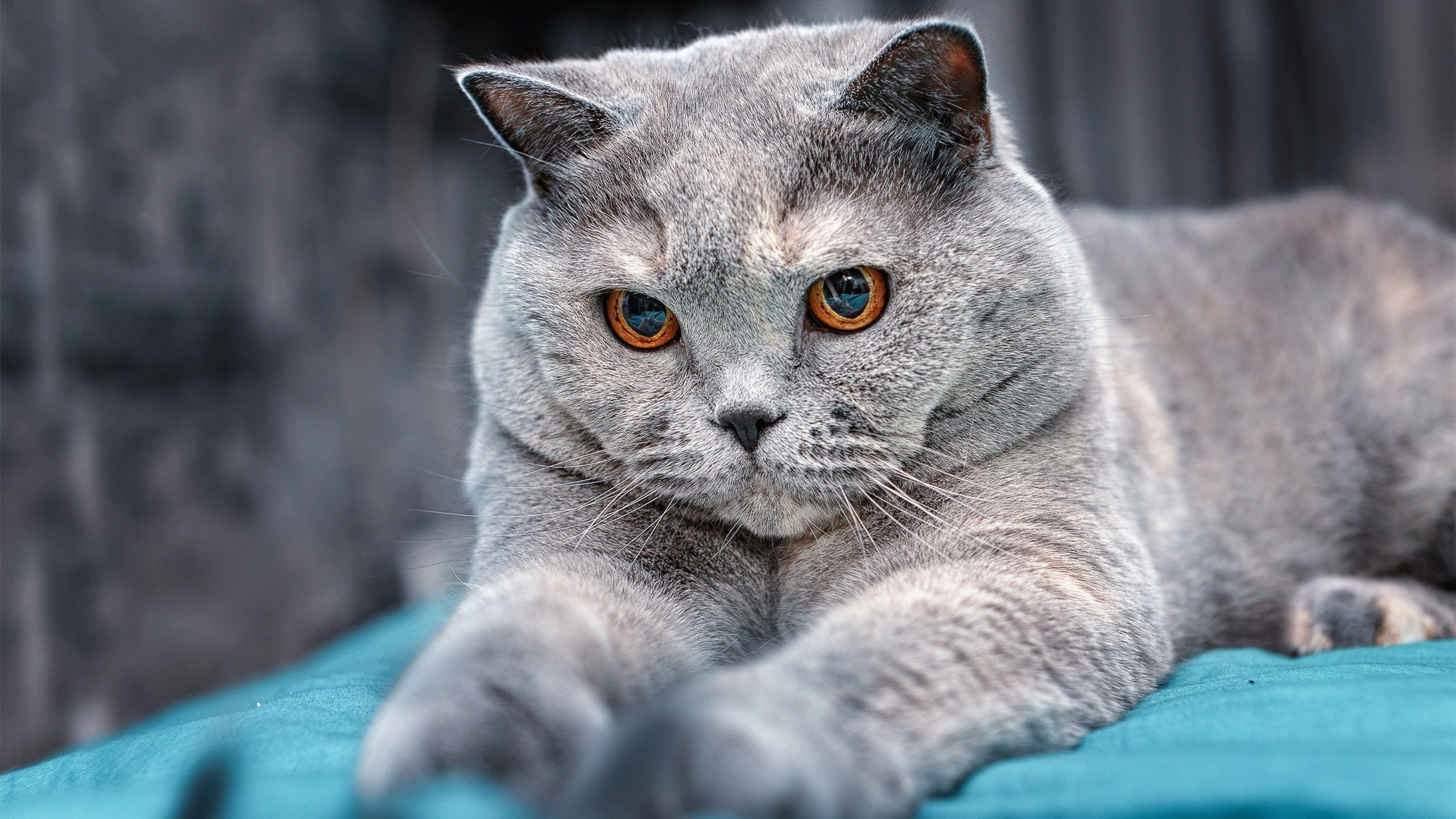 足球之夜，维尼修斯破茧成蝶，荷兰战术险胜多特蒙德