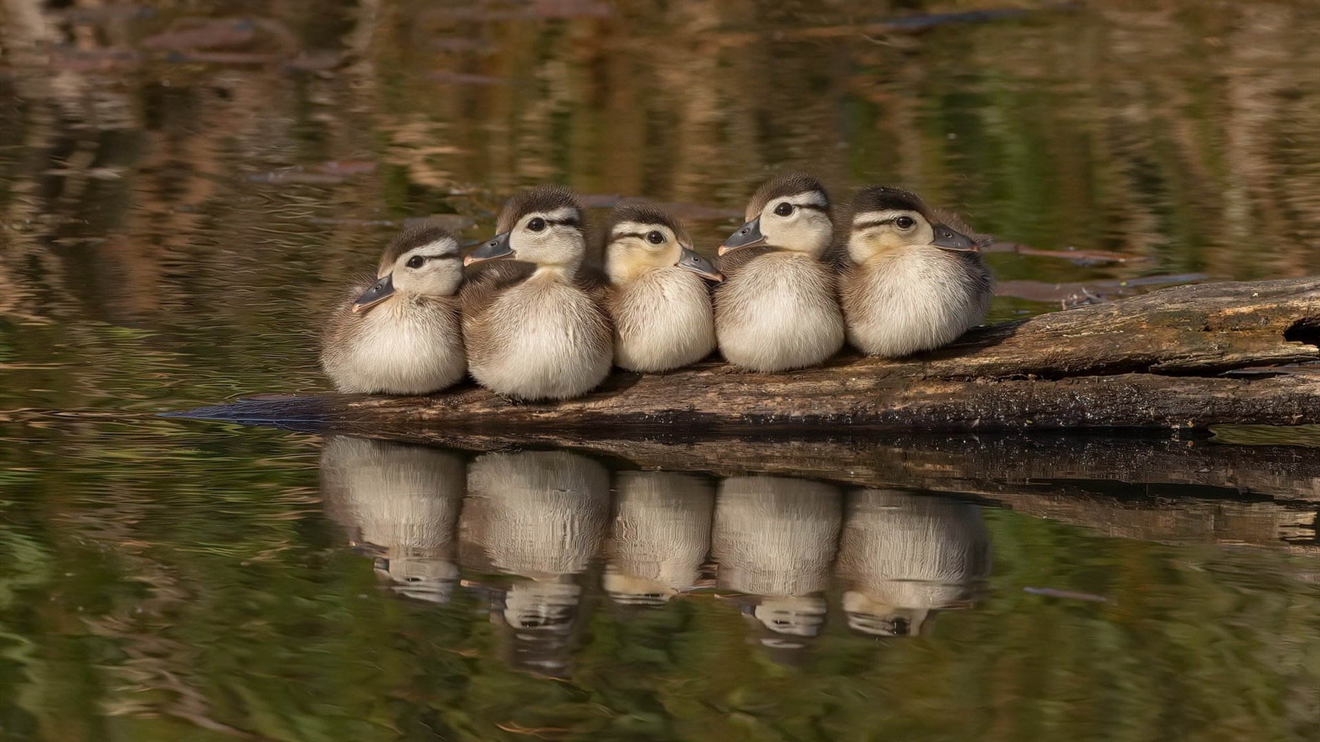 独行的英雄与连接的火焰,当锡安与独行侠在关键时刻选择挺身而出