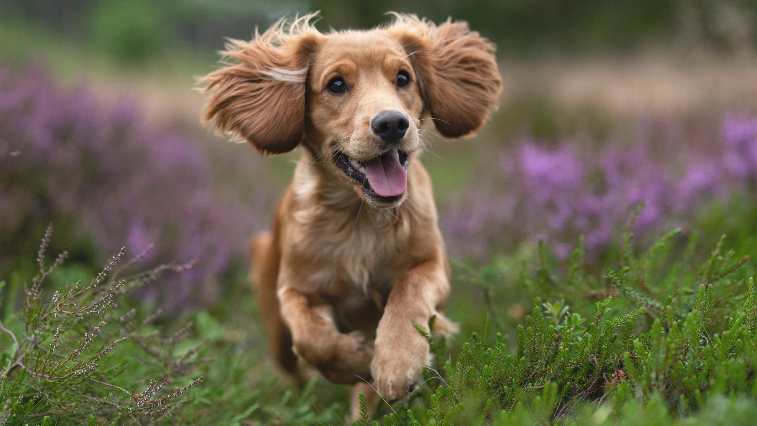 铁血雄鹿碾压火箭!字母哥统治级表现引爆季后赛