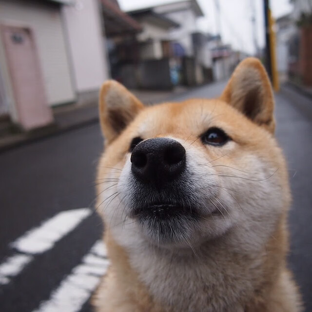 黑白直播nba-双城记，山西风暴席卷CBA，戈贝尔铁幕降临亚平宁