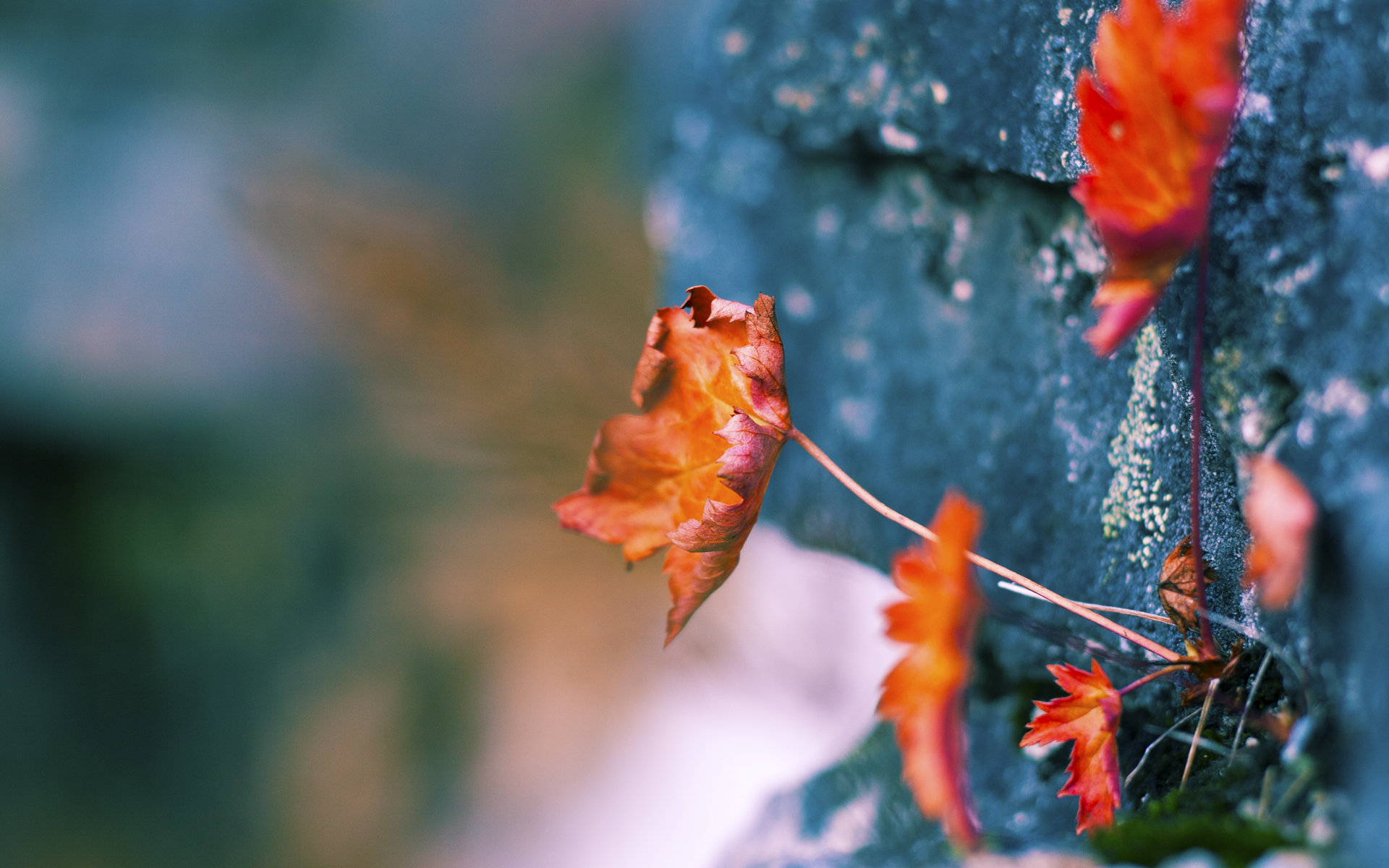 美加墨世界杯焦点战精神点燃CBA巅峰对决,新疆队争冠战强势胜出辽宁队