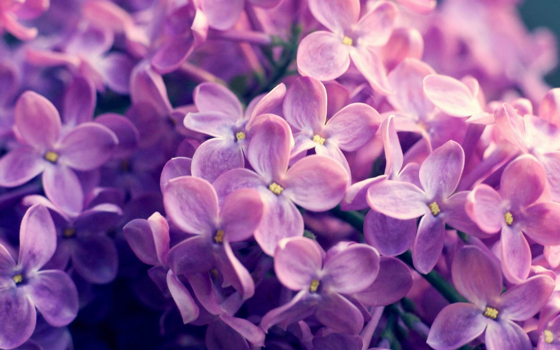 克瓦拉茨赫利亚,大场面先生的传奇之夜,西班牙一波带走马德里竞技