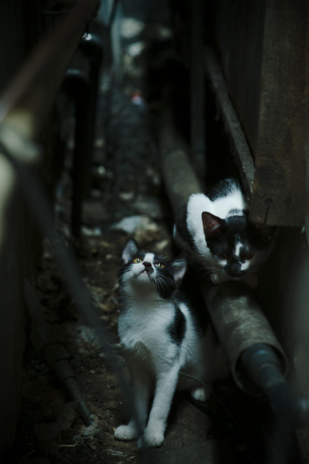 黑白直播nba-焦点战！新西兰轻取雷恩，世界排名争夺战风云突变