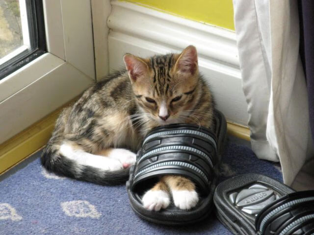 黑白直播体育-孤星映山河，爱德华兹关键三分助浙江队绝境逢关尼克斯