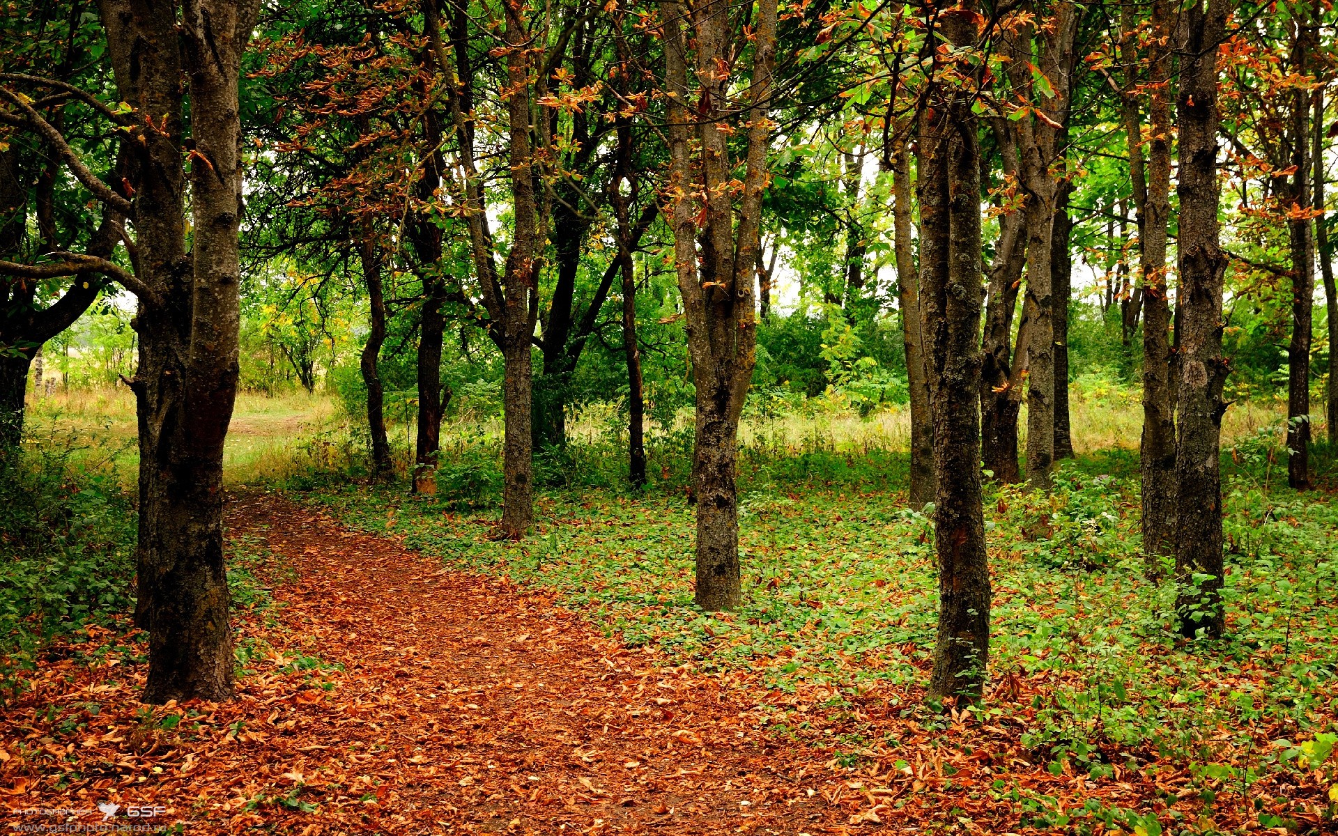 黑白直播免费体育直播-拉梅洛狂砍40+三双，雷霆第三节一波流击溃独行侠