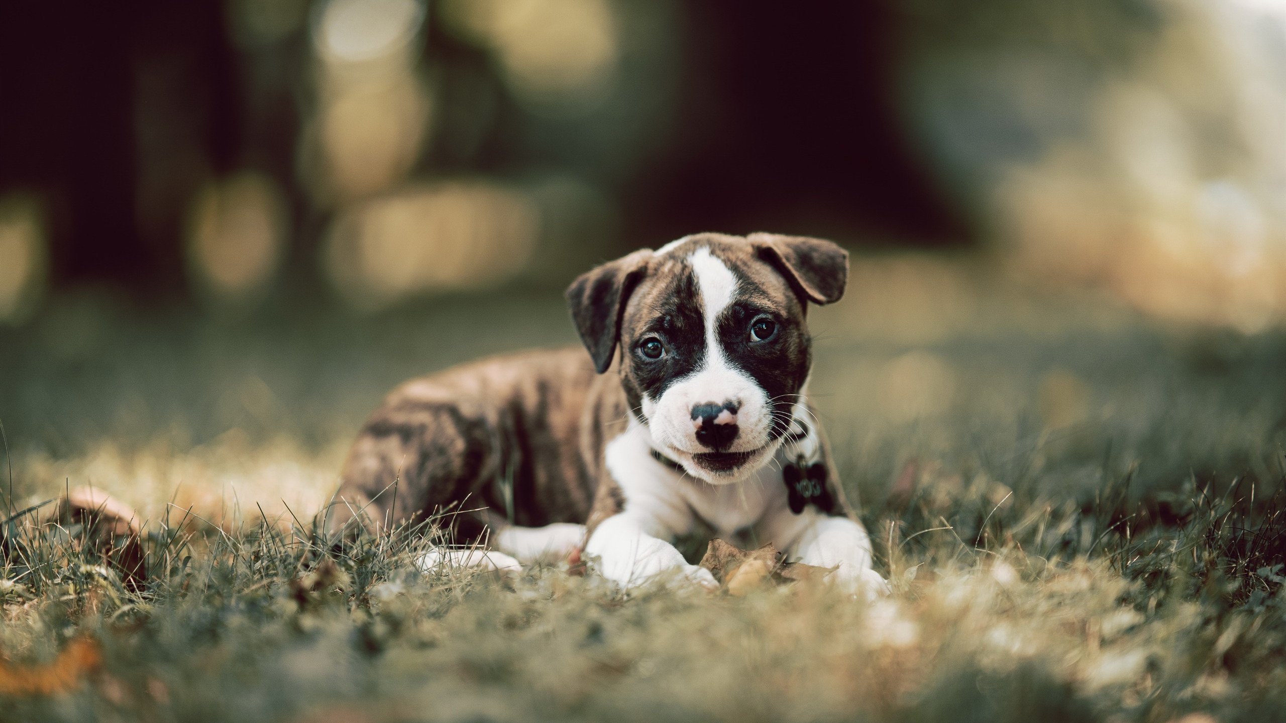 黑白直播体育-黑鹰与玫瑰，当团队利爪撕开迷雾，孤胆玫瑰于绝境绽放