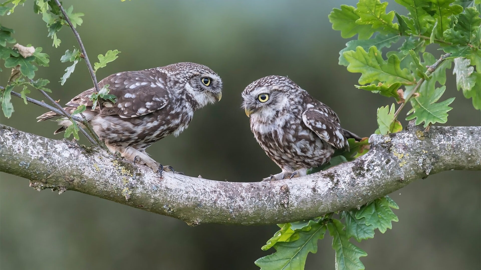 平行时空的紫金风暴,当2002年国王在总决赛横扫开拓者
