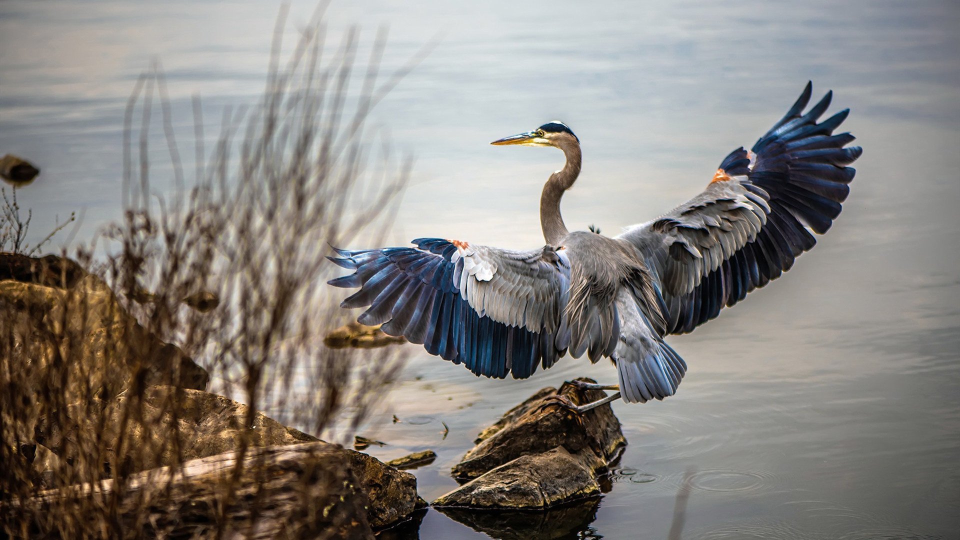 F1年度争冠焦点战，荷兰风暴一波带走新西兰希望