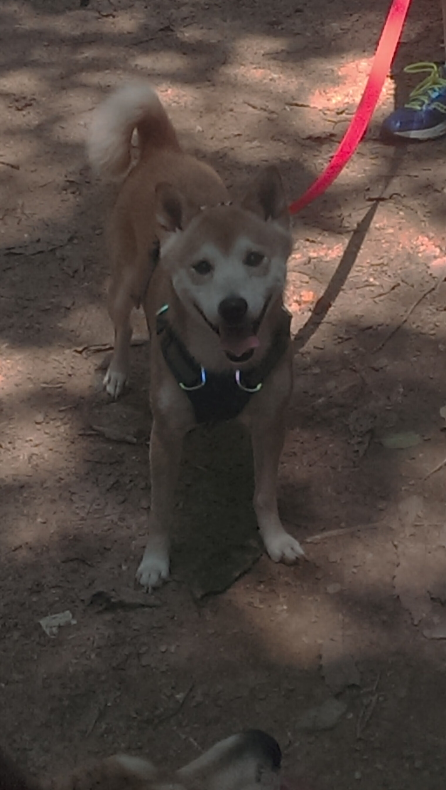 英格拉姆化身末节死神，快船掀翻活塞的关键先生