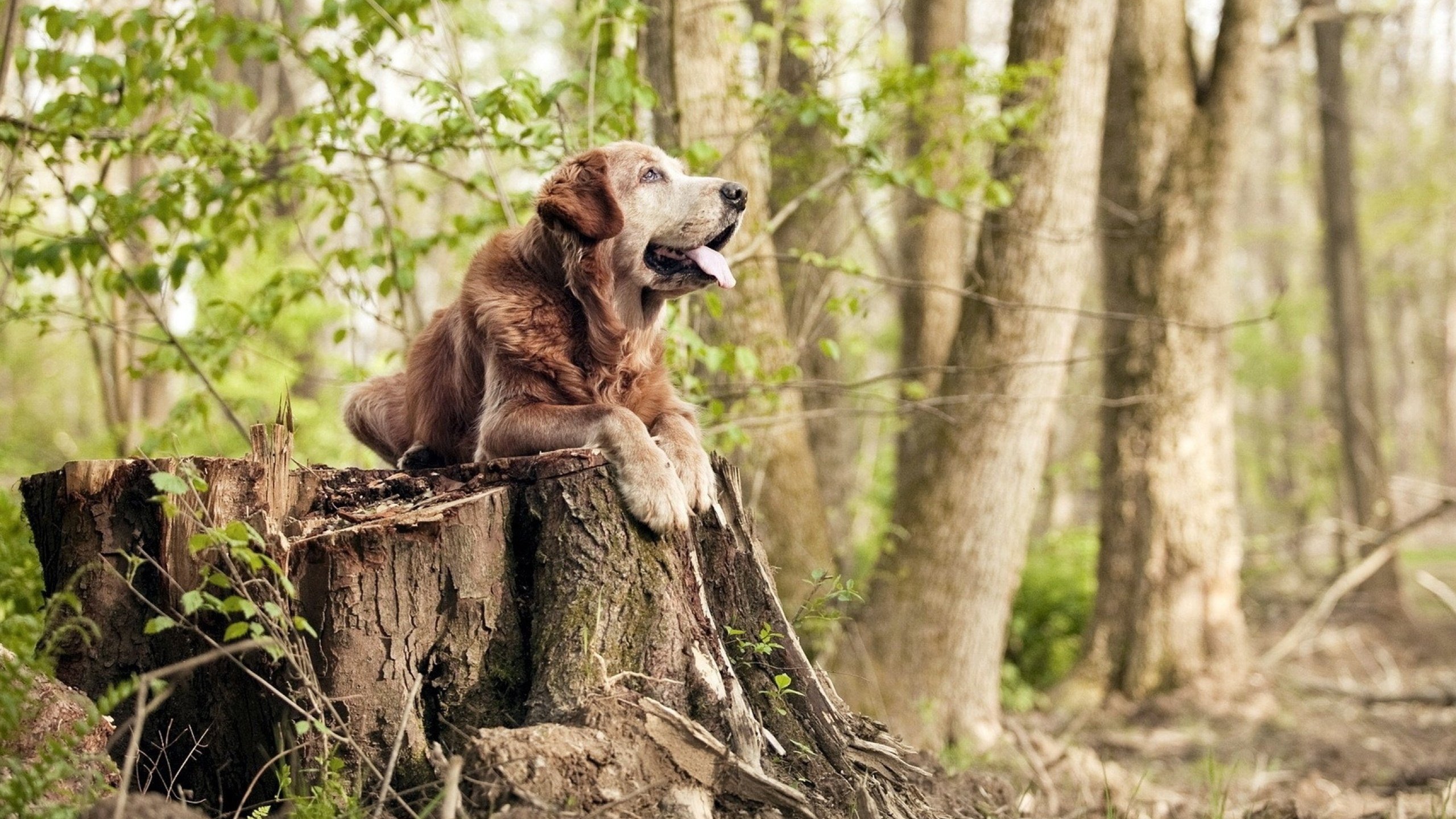 哈兰德单骑救主！巴黎绝境逆转利物浦，挪威神锋加冕关键先生
