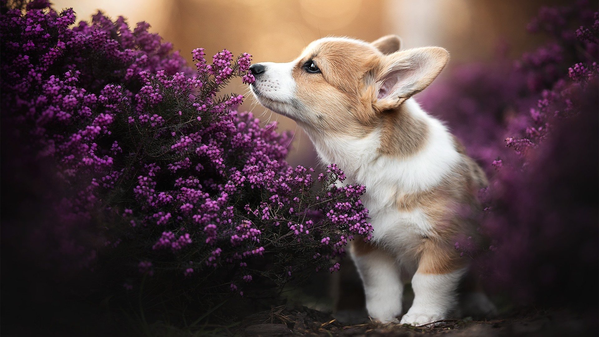 黑白直播在线观看nba-逆转终场哨！新疆铁骑末节鏖战，一记绝杀撕碎公牛王朝残梦