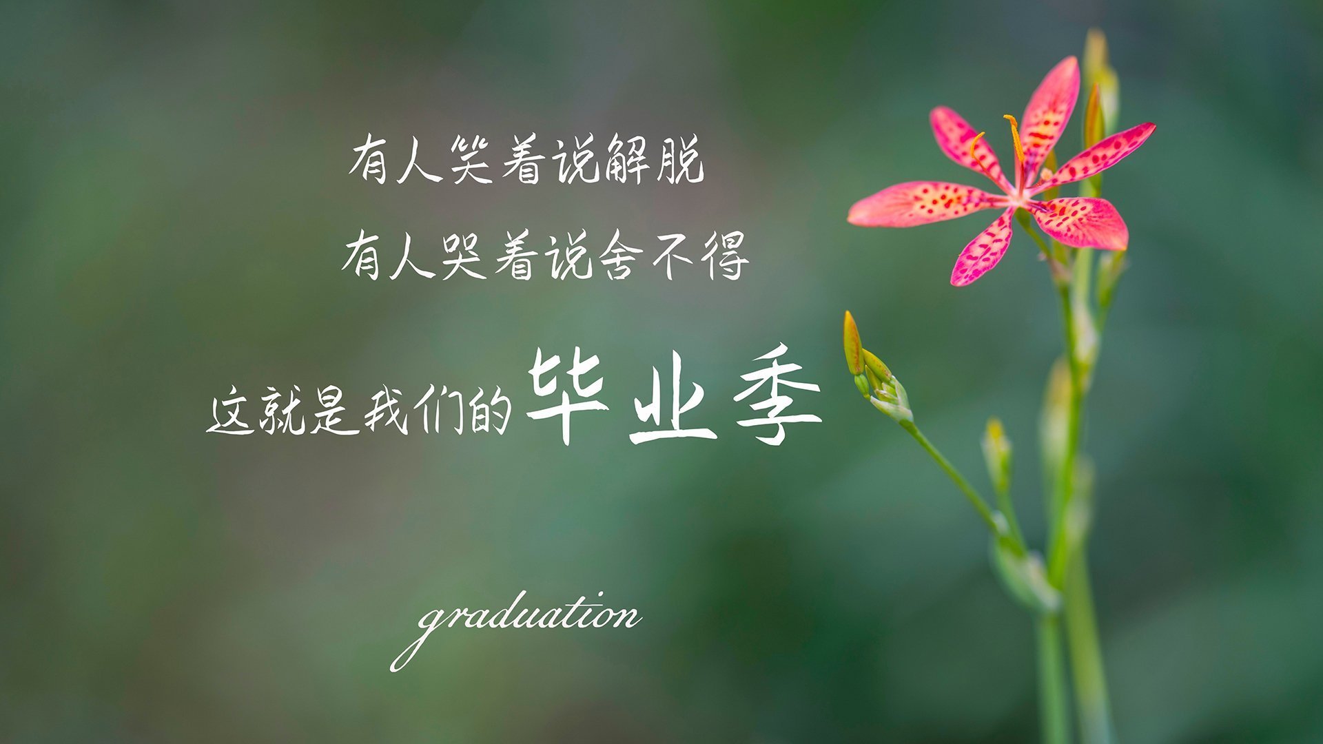 黑白直播免费体育直播-沙漠之狐的利刃，2026世界杯G组焦点战，突尼斯绝杀伊朗，阿诺德主导强硬对抗